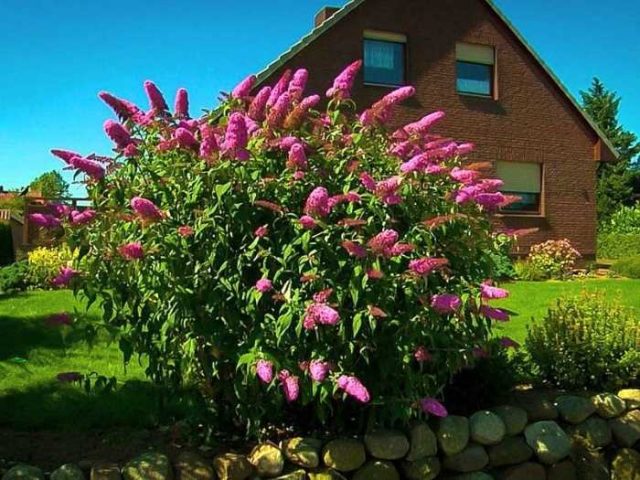 Buddleja Davidii (Buddleja Davidii)