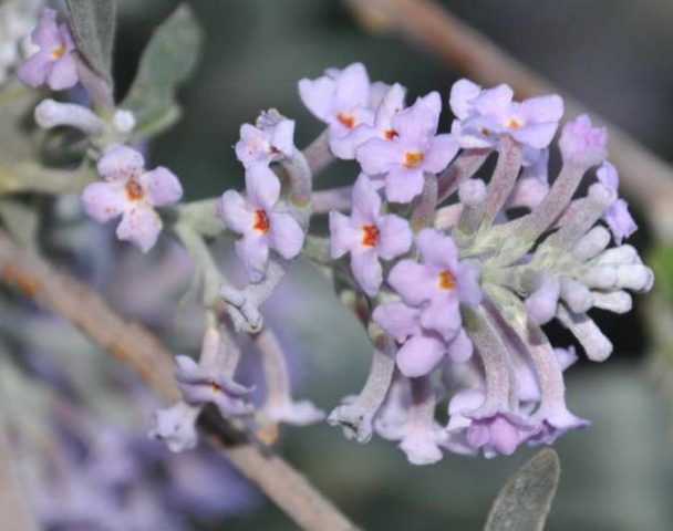 Buddleja Davidii (Buddleja Davidii)