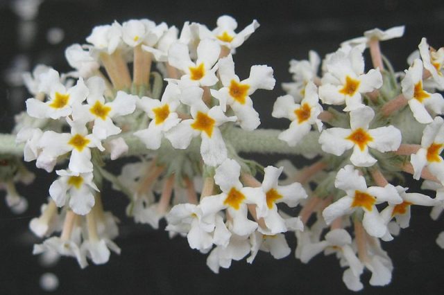 Buddleja Davidii (Buddleja Davidii)