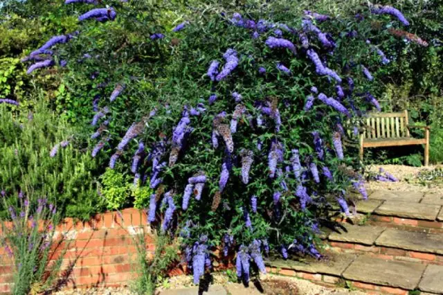 Buddleja Davidii (Buddleja Davidii)