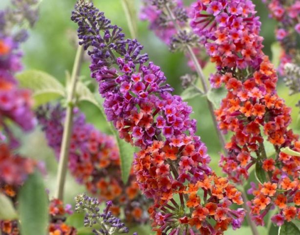 Buddleja Davidii (Buddleja Davidii)