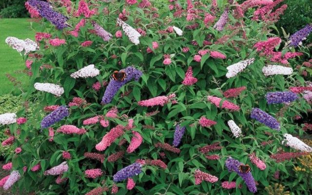 Buddleja Davidii (Buddleja Davidii)