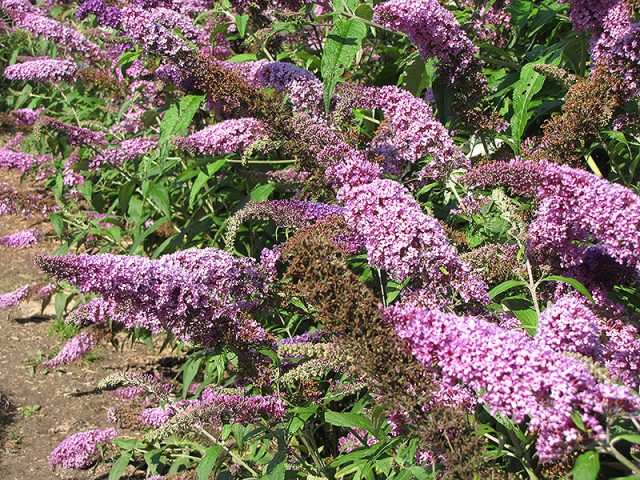 Buddleja Davidii (Buddleja Davidii)