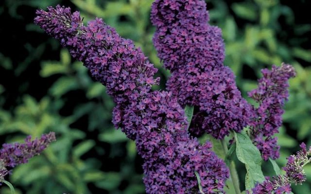 Buddleja Davidii (Buddleja Davidii)