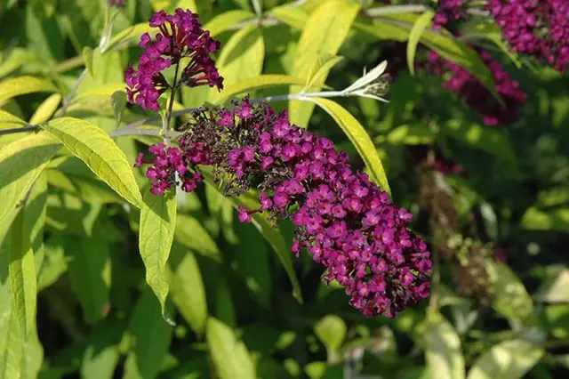 Buddleja Davidii (Buddleja Davidii)