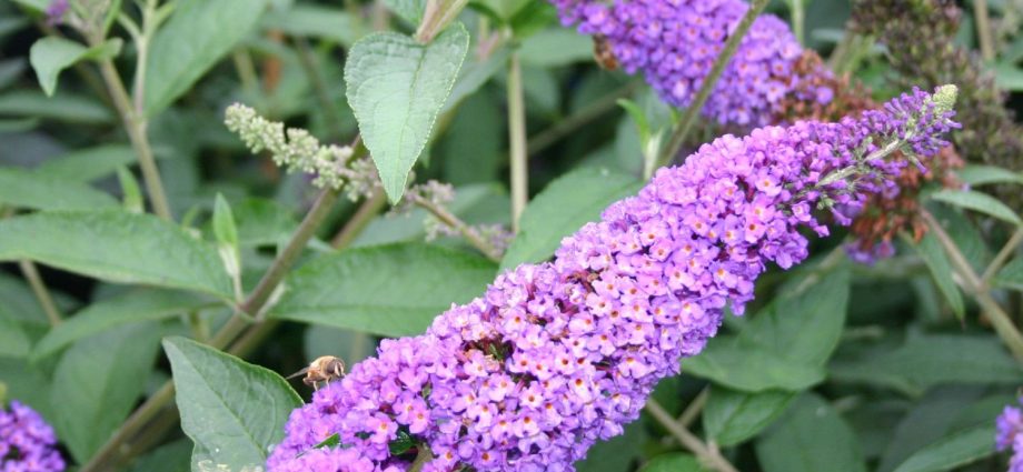 Buddleja Davidii (Buddleja Davidii)