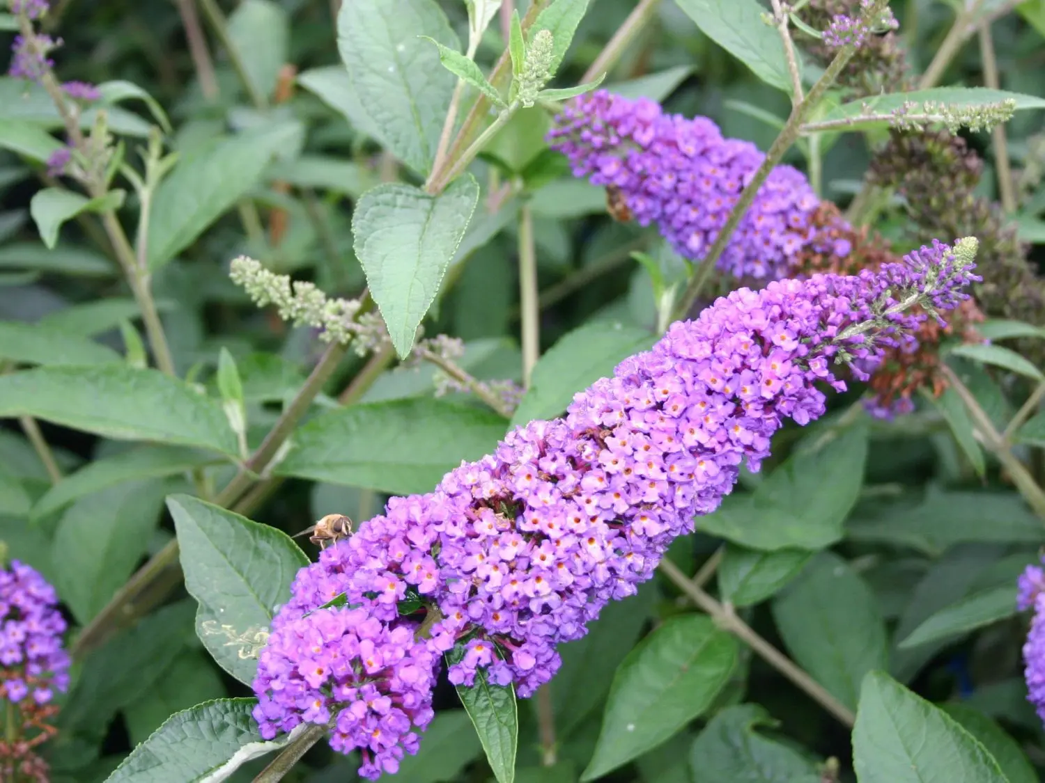 Buddleja Davidii (Buddleja Davidii)