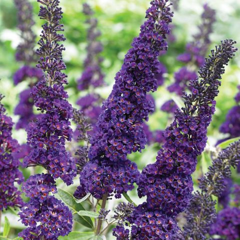 Buddleya David Black Knight: planting and care