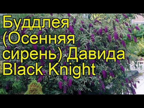 Buddleya David Black Knight: planting and care