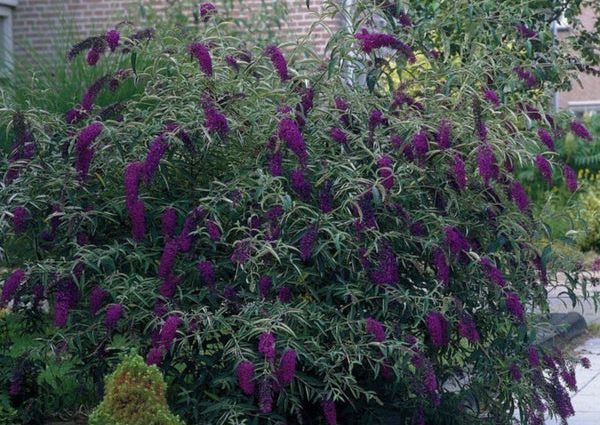 Buddleya David Black Knight: planting and care