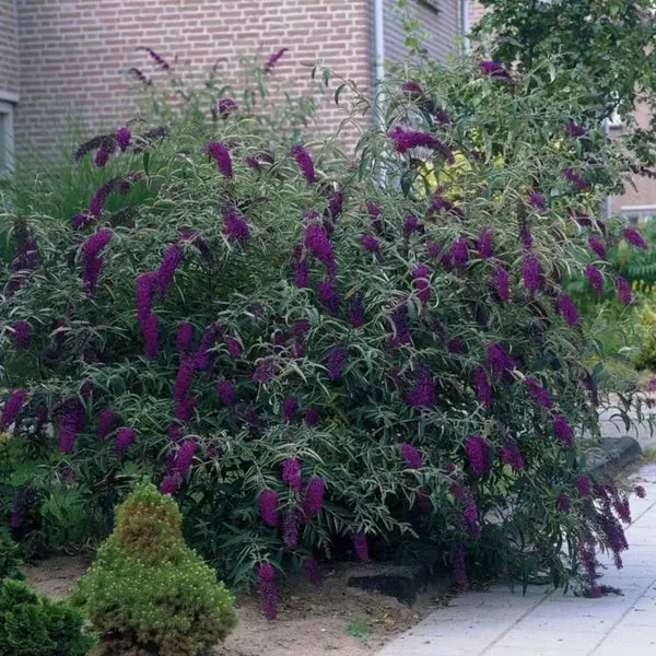 Buddleya David Black Knight: planting and care