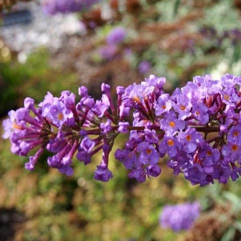 Buddleya Davida Border Beauty