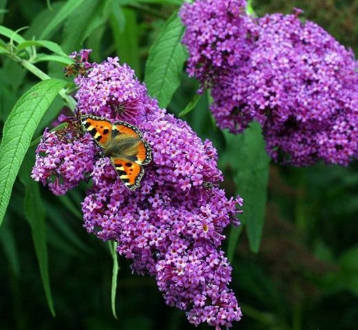 Buddleya Davida Border Beauty