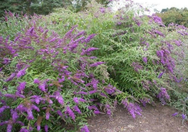 Buddleya Davida Border Beauty