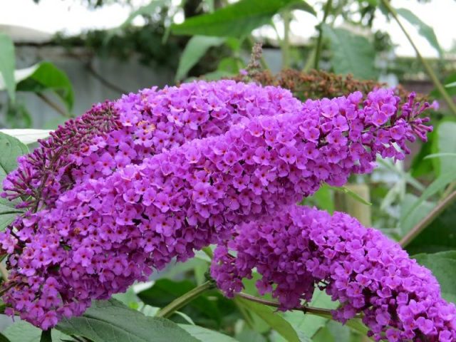 Buddleya Davida Border Beauty