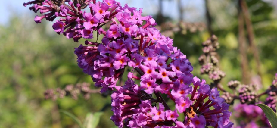 Buddleya Davida Border Beauty