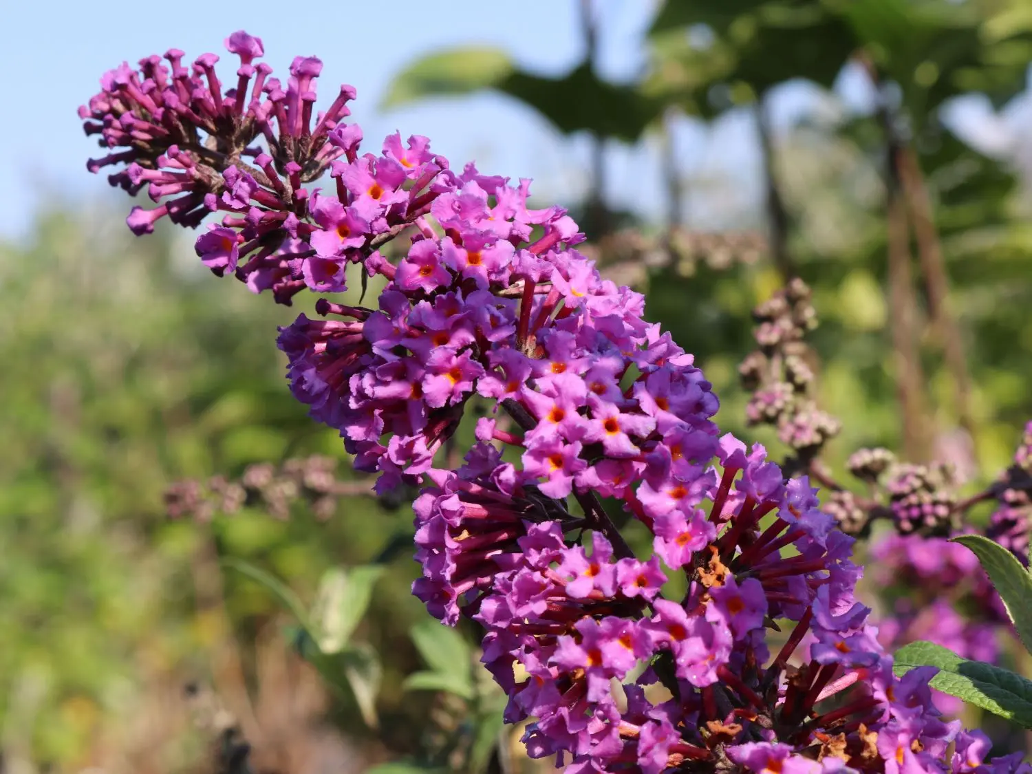 Buddleya Davida Border Beauty