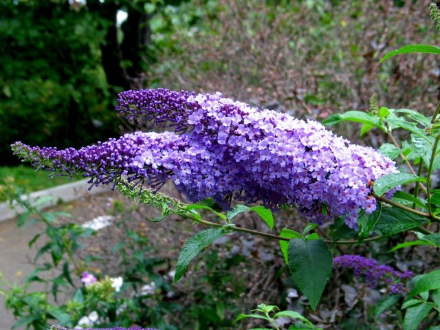 Buddleya Nano Blue