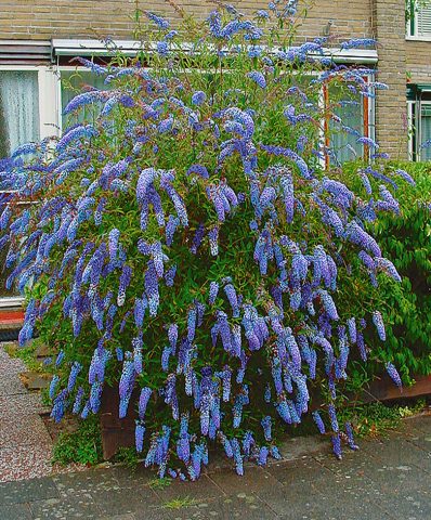 Buddleya Nano Blue