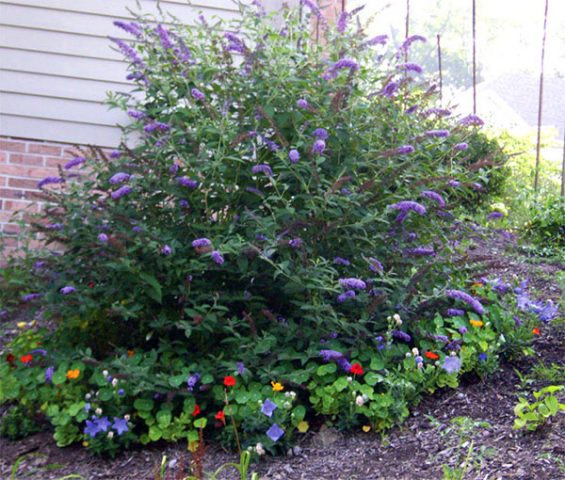 Buddleya Nano Blue