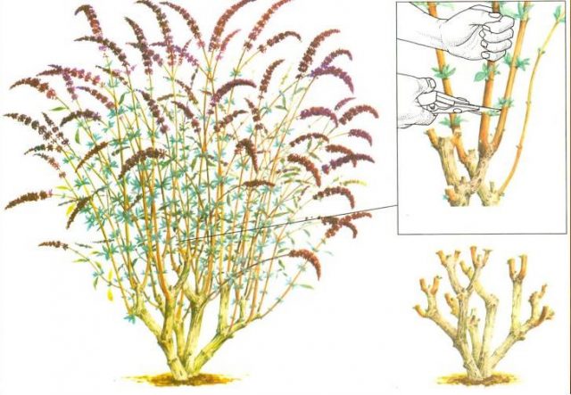 Buddleya Nano Blue