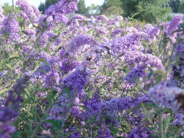 Buddleya Nano Blue