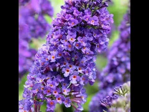 Buddleya Nano Blue