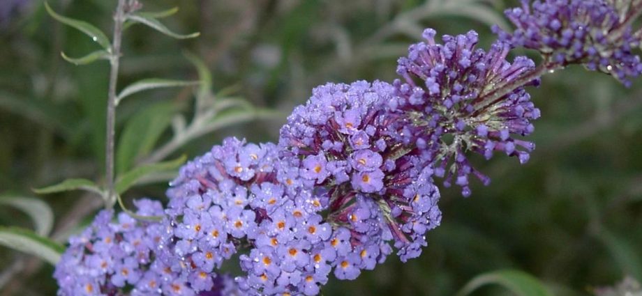 Buddleya Nano Blue