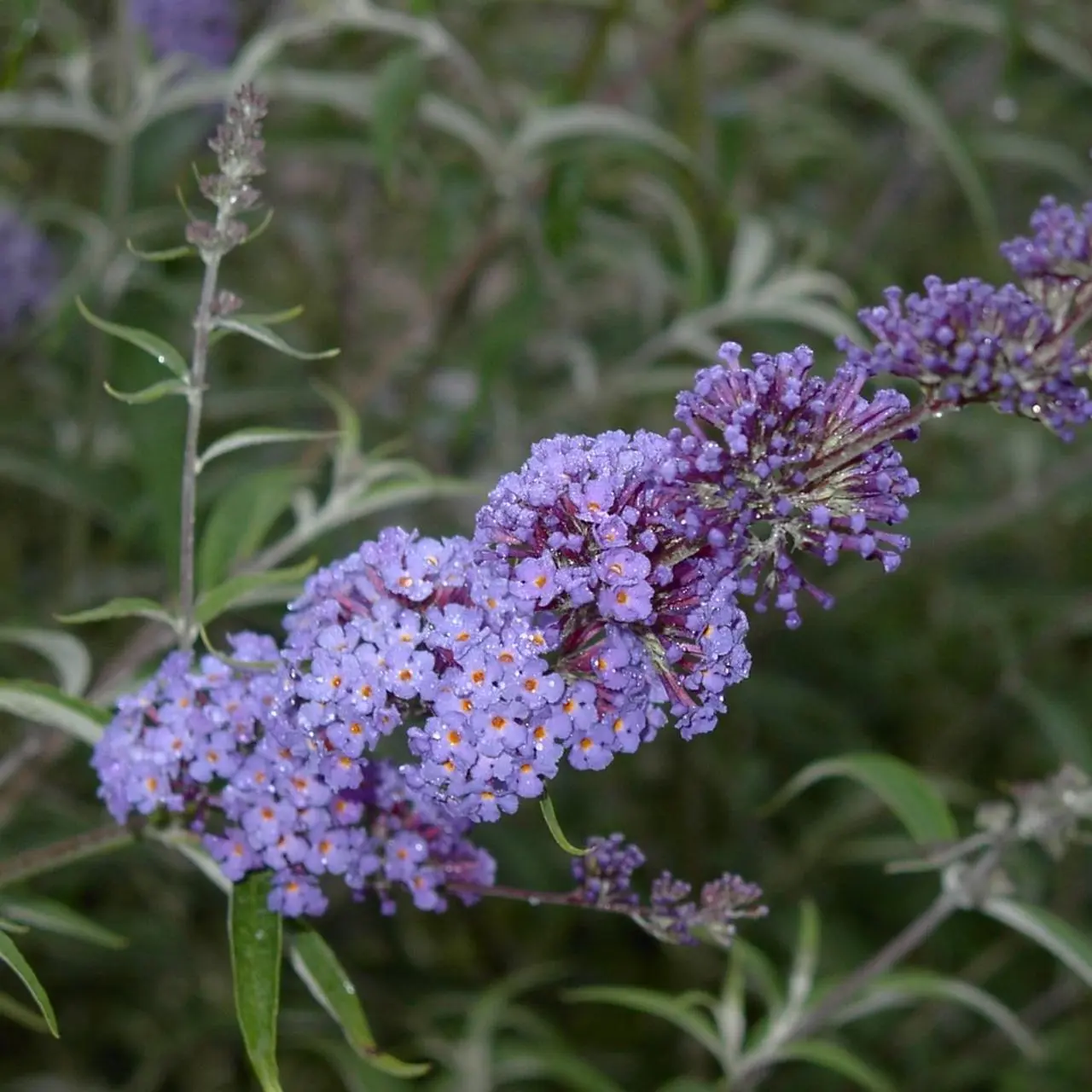 Buddleya Nano Blue