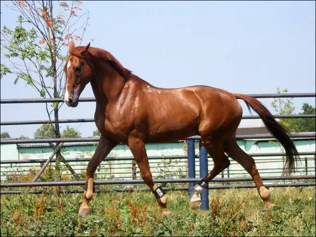 Budennovskaya breed of horses