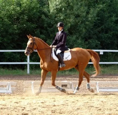 Budennovskaya breed of horses