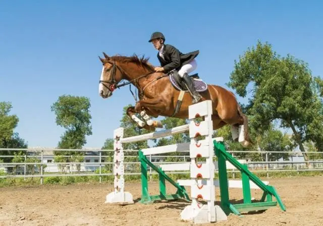 Budennovskaya breed of horses