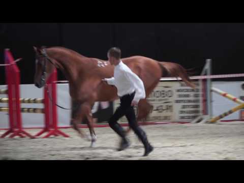 Budennovskaya breed of horses