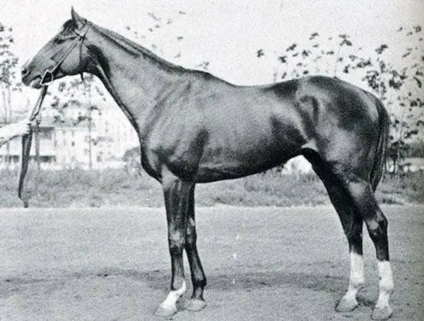 Budennovskaya breed of horses