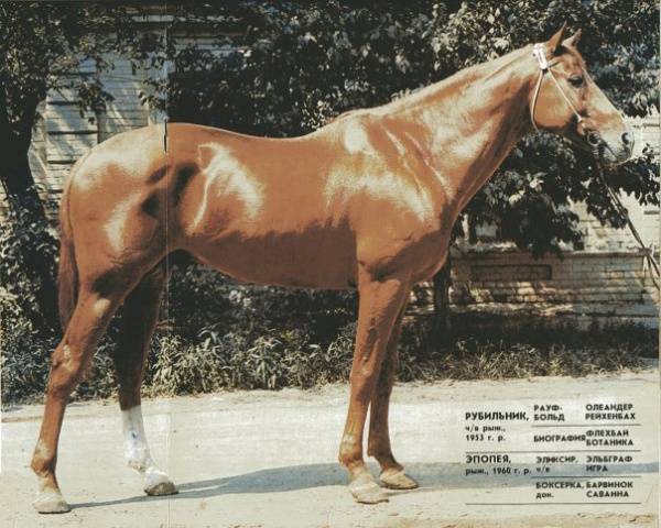 Budennovskaya breed of horses