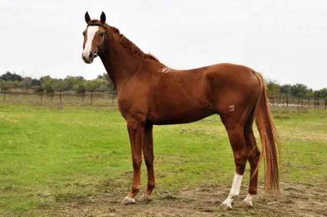 Budennovskaya breed of horses