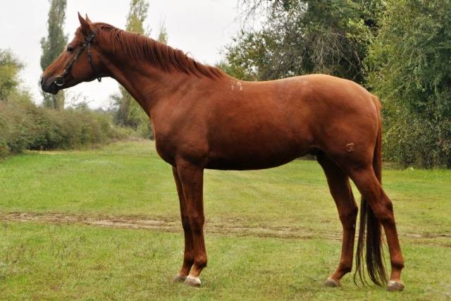 Budennovskaya breed of horses