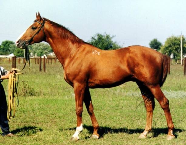 Budennovskaya breed of horses