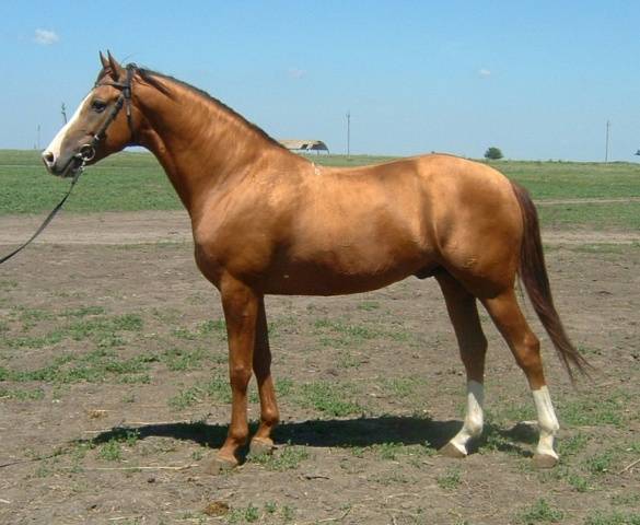 Budennovskaya breed of horses