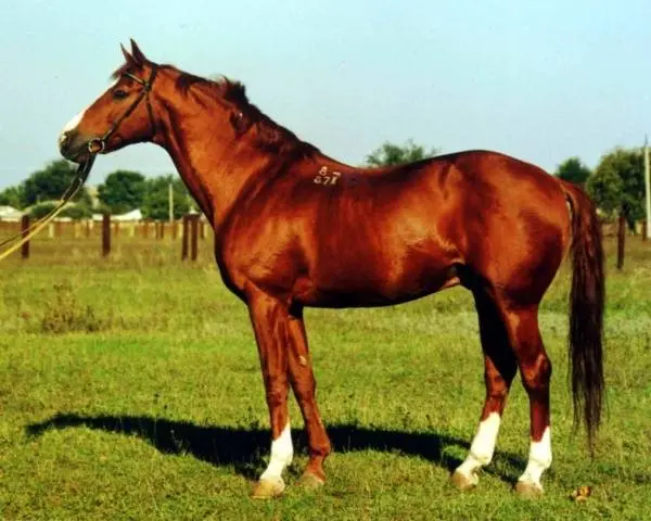 Budennovskaya breed of horses