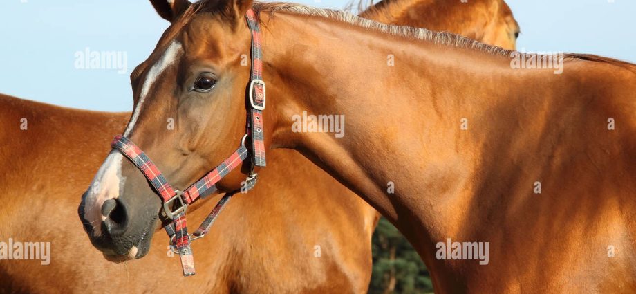 Budennovskaya breed of horses