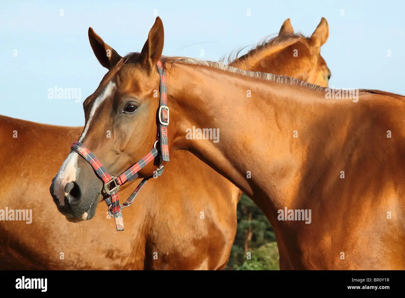 Budennovskaya breed of horses