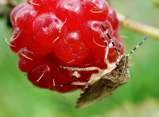 Bug on raspberries: photo, what is it called, how to fight, what harms