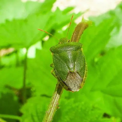 Bug on raspberries: photo, what is it called, how to fight, what harms