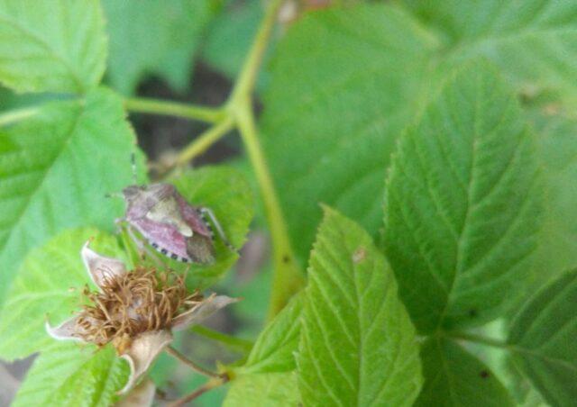 Bug on raspberries: photo, what is it called, how to fight, what harms