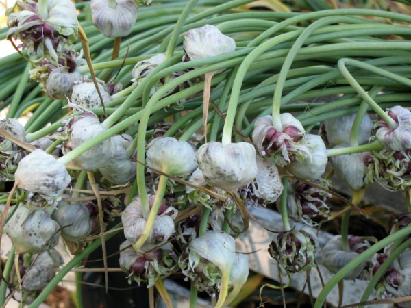 Bulb garlic: growing, planting, care