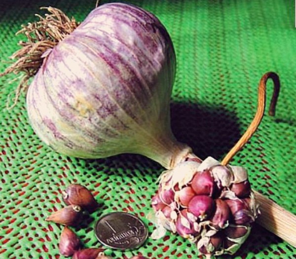 Bulb garlic: growing, planting, care