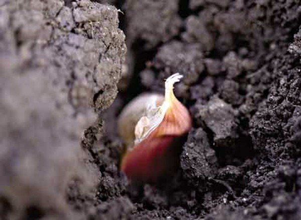 Bulb garlic: growing, planting, care