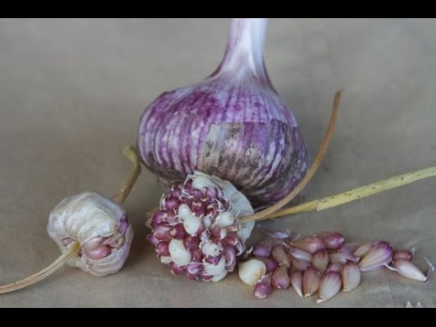 Bulb garlic: growing, planting, care