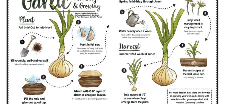 Bulb garlic: growing, planting, care